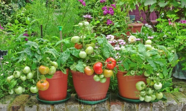 RAISING TOMATOES IN NURSERY POTS - hhc magazine